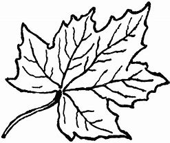 Image result for Line Drawing SVG Leaf