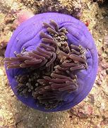 Image result for Sea Anemone Nemo