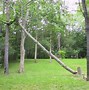 Image result for Beautiful Elm Tree