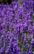 Image result for Lavender Eye Makeup