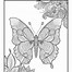 Image result for Rainbow Butterfly Coloring Pages Printable