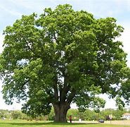 Image result for New Jersey State Tree Red Oak