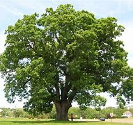 Image result for Oak Tree Silhouette Black and White