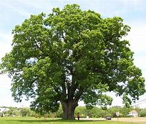 Image result for Clip Art Oak Tree Fall Leaves