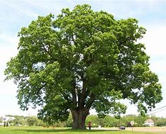 Image result for Swamp White Oak