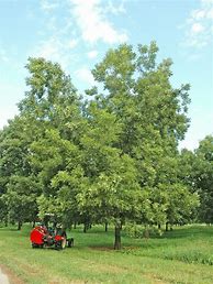 Image result for Pecan Tree Growing Zone