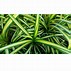 Image result for Pandanus Dwarf