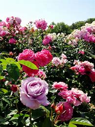 Image result for Japan Rose