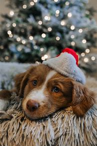 Image result for Cute Christmas Puppy Coloring Pages