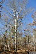 Image result for White Oak Plant