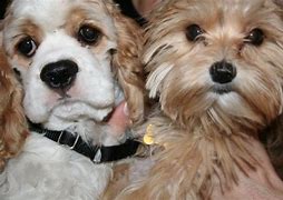 Image result for Cute Puppy Dog Coloring Pages