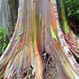 Image result for Eucalyptus Deglupta Leaves