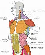 Image result for Male Side View Flank Anatomy