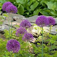 Image result for Allium Purple Sensation