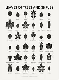 Image result for Leaf Identification Sheet