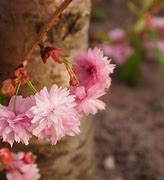 Image result for Cherry Blossom Pixel Grid