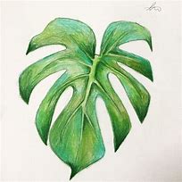 Image result for Leaf Pencil Drawing