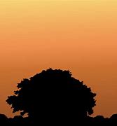 Image result for Maple Tree Silhouette Vector