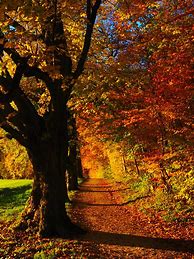 Image result for Fall Forest Desktop