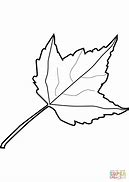 Image result for Maple Leaf Coloring