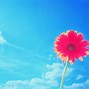 Image result for Bright Colored Flowers