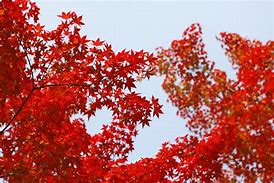 Image result for Sugar Maple Leaves Microscope Magnification