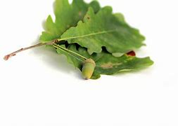 Image result for Little Bug with Acorn Pattern