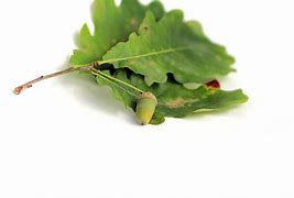 Image result for Oak Tree Acorn Template