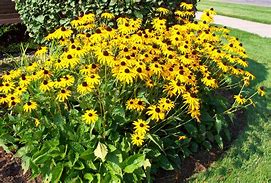 Image result for Black Eyed Susan Colors