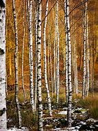 Image result for Aspen Tree Bark