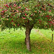 Image result for A Picture of an Apple Tree