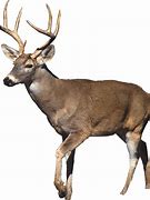 Image result for Free Whitetail Deer Coloring Pages