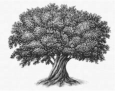 Image result for Sycamore Tree Wall Decal