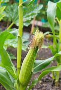 Image result for How to Plant Corn