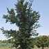 Image result for Giant American Elm Tree