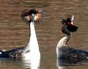 Image result for British Water Birds