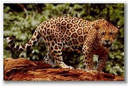 Image result for Jaguar Graphics