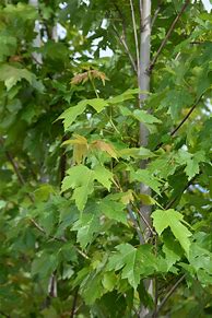 Image result for Autumn Blaze Maple Leaf