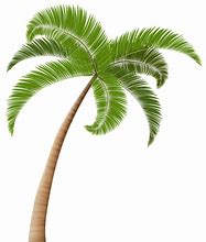 Image result for Palm Leaf Artwork