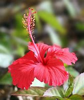 Image result for Ziavia Birth Month Flower