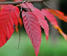 Image result for Prunus Caroliniana