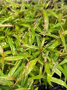 Image result for Persicaria Sao Paulo