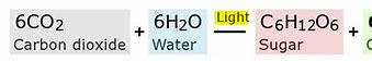 Image result for Photosynthesis Equation Diagram