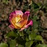 Image result for Tea Rose Color