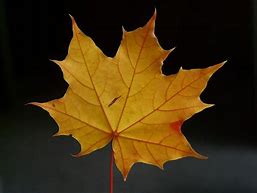 Image result for Coloring Picture of Leaf