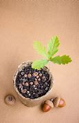 Image result for Oak Tree Sprout