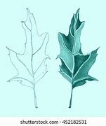 Image result for Willow Oak Tree Leaf