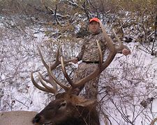 Image result for 320 Bull Elk