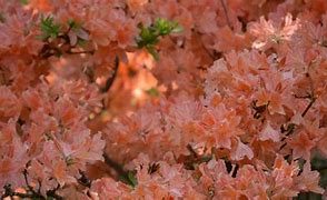 Image result for Peach Colored Flowers