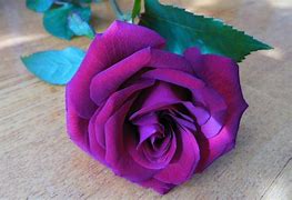 Image result for Baby Rose Flower